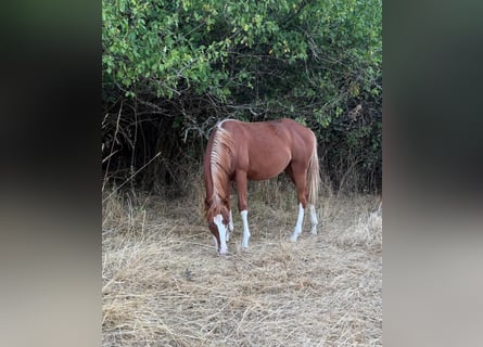 American Quarter Horse, Stallone, 1 Anno, 153 cm, Sauro