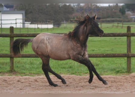 American Quarter Horse, Stallone, 1 Anno, 154 cm, Grullo
