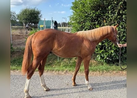 American Quarter Horse, Stallone, 1 Anno, 160 cm, Sauro