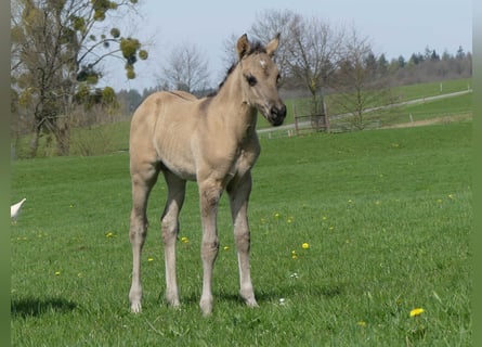 American Quarter Horse, Stallone, 1 Anno, Grullo
