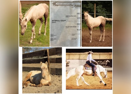 American Quarter Horse, Stallone, 1 Anno, Palomino