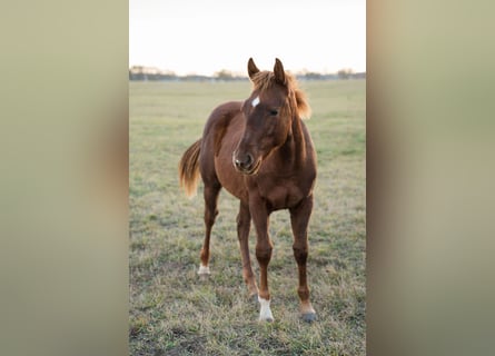 American Quarter Horse, Stallone, 1 Anno, Sauro ciliegia
