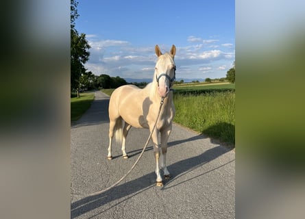 American Quarter Horse, Stallone, 2 Anni, 144 cm, Perlino