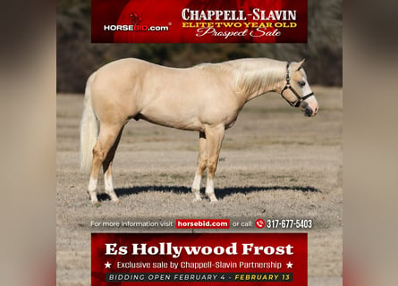 American Quarter Horse, Stallone, 2 Anni, 150 cm, Palomino