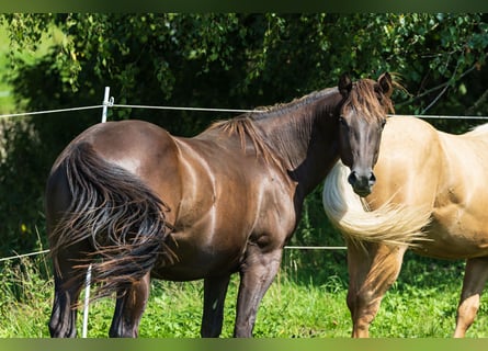 American Quarter Horse, Stallone, 2 Anni, 150 cm, Pelle di daino