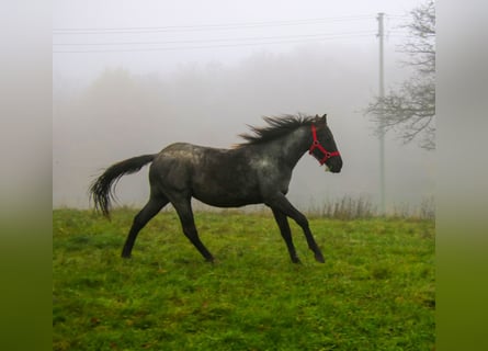 American Quarter Horse, Stallone, 2 Anni, 150 cm, Roano blu
