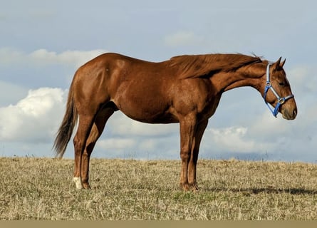 American Quarter Horse, Stallone, 2 Anni, 150 cm, Sauro