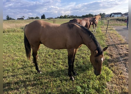 American Quarter Horse, Stallone, 2 Anni, 152 cm, Falbo baio