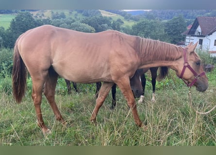 American Quarter Horse, Stallone, 2 Anni, 154 cm, Red dun