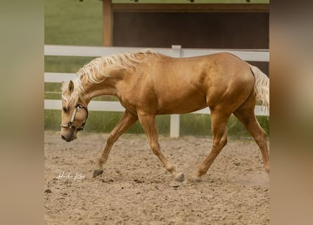 American Quarter Horse, Stallone, 2 Anni, Palomino