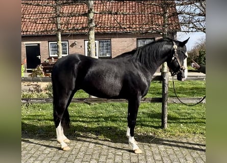American Quarter Horse, Stallone, 3 Anni, 140 cm, Morello