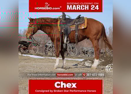 American Quarter Horse, Stallone, 3 Anni, 145 cm, Sauro ciliegia