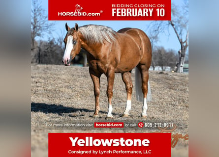 American Quarter Horse, Stallone, 3 Anni, 150 cm, Palomino