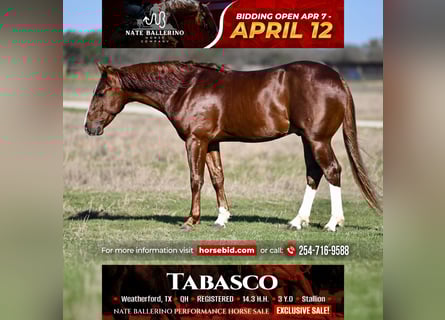 American Quarter Horse, Stallone, 3 Anni, 150 cm, Sauro ciliegia