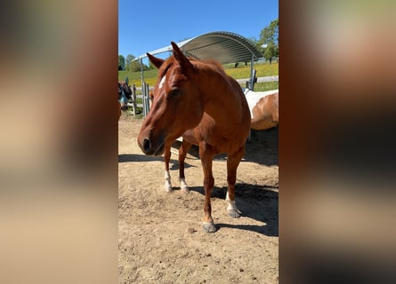 American Quarter Horse, Stallone, 3 Anni, 152 cm, Sauro