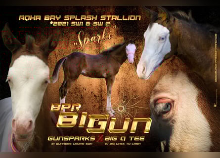 American Quarter Horse, Stallone, 4 Anni, 150 cm, Overo-tutti i colori