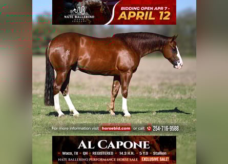 American Quarter Horse, Stallone, 5 Anni, 150 cm, Sauro ciliegia