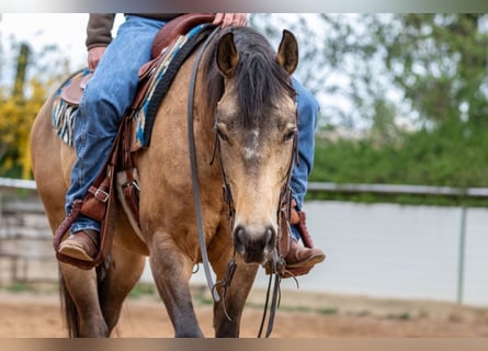 American Quarter Horse, Stallone, 5 Anni, Pelle di daino