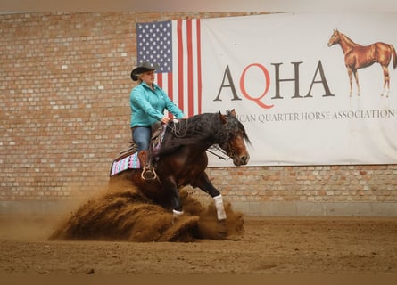 American Quarter Horse, Stallone, 6 Anni, 150 cm, Baio scuro
