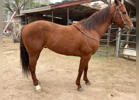 American Quarter Horse, Stallone, 6 Anni, 152 cm, Sauro ciliegia