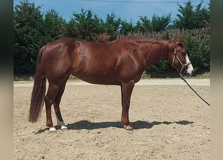 American Quarter Horse, Stallone, 7 Anni, Sauro
