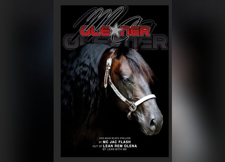 American Quarter Horse, Stallone, 17 Anni, 153 cm, Baio scuro