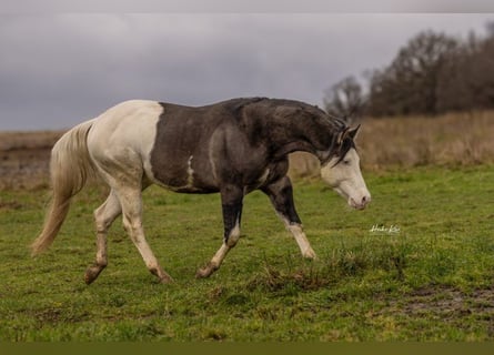 American Quarter Horse, Stallone, 6 Anni, 145 cm, Grullo