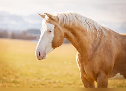 American Quarter Horse, Stallone, 8 Anni, Overo-tutti i colori