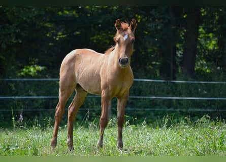 American Quarter Horse Mix, Stallone, Puledri
 (05/2024), 140 cm, Red dun