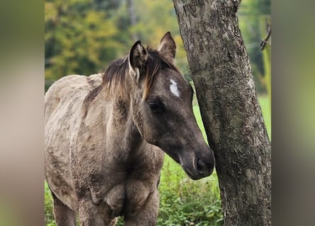 American Quarter Horse, Stallone, Puledri (04/2025), 145 cm