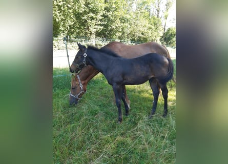 American Quarter Horse, Stallone, Puledri (04/2024), 148 cm, Baio scuro