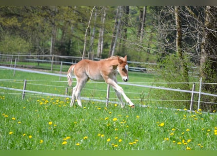 American Quarter Horse Mix, Stallone, Puledri (04/2026), 148 cm