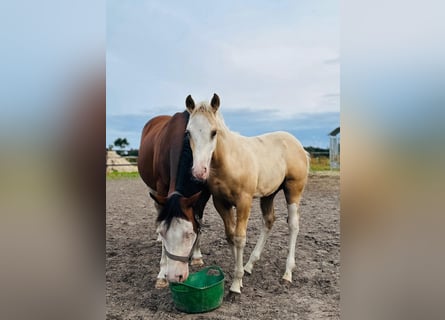 American Quarter Horse, Stallone, Puledri (01/2025), 148 cm, Palomino