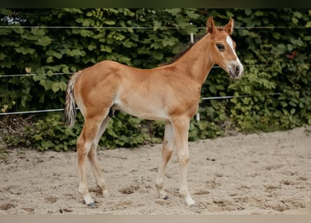American Quarter Horse, Stallone, Puledri (04/2026), 150 cm, Baio