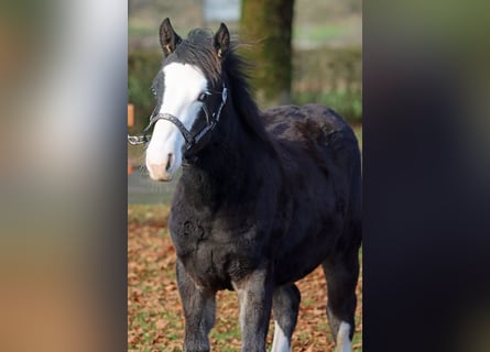 American Quarter Horse, Stallone, Puledri (05/2025), 150 cm, Baio scuro