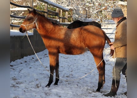 American Quarter Horse, Stallone, Puledri
 (05/2023), 150 cm, Pelle di daino