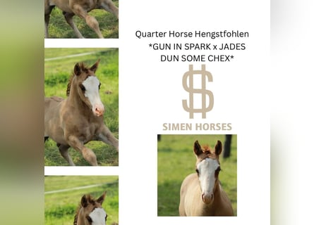 American Quarter Horse, Stallone, , 150 cm, Red dun