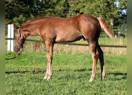 American Quarter Horse, Stallone, Puledri (06/2026), 151 cm, Sauro scuro