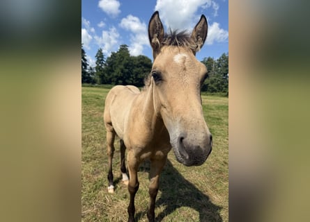 American Quarter Horse, Stallone, Puledri (04/2026), 152 cm, Pelle di daino