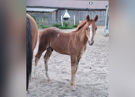 American Quarter Horse, Stallone, Puledri (05/2025), 152 cm, Sauro