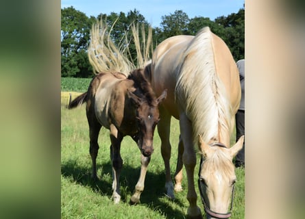 American Quarter Horse, Stallone, Puledri (03/2026), 153 cm, Pelle di daino