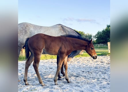 American Quarter Horse, Stallone, Puledri (06/2026), 154 cm, Baio