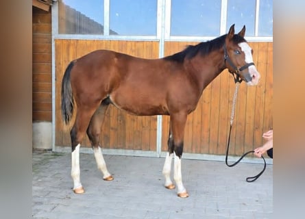American Quarter Horse, Stallone, Puledri (02/2026), 154 cm, Baio