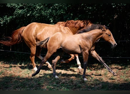 American Quarter Horse, Stallone, Puledri (04/2024), 154 cm, Falbo