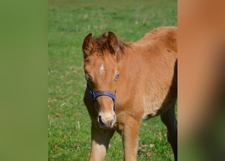American Quarter Horse, Stallone, Puledri (02/2026), 155 cm, Champagne