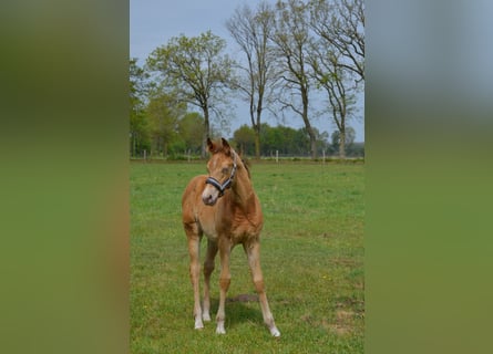 American Quarter Horse, Stallone, Puledri (02/2026), 155 cm, Champagne