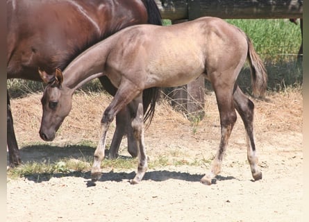 American Quarter Horse, Stallone, Puledri
 (05/2024), 155 cm, Grullo