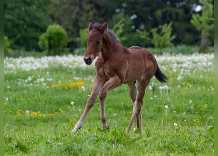 American Quarter Horse, Stallone, Puledri (04/2026), 160 cm, Baio roano
