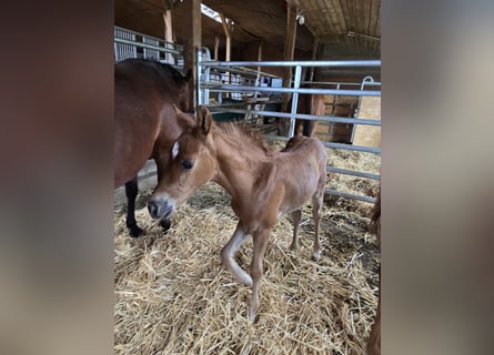 American Quarter Horse, Stallone, Puledri (01/2025)