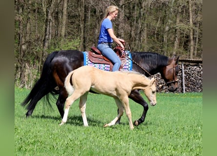 American Quarter Horse, Stallone, , Palomino
